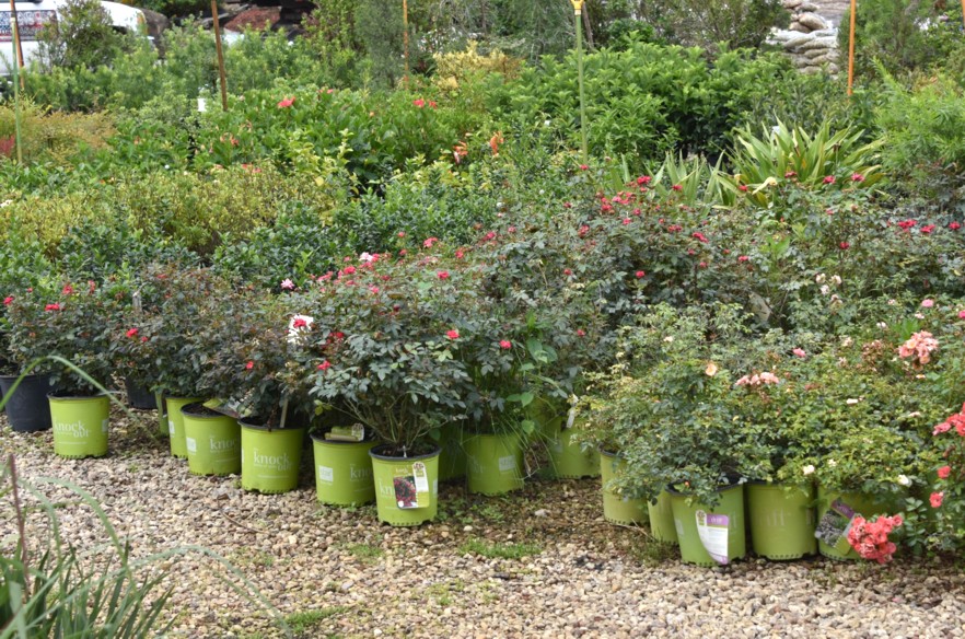 Shrubs from Mulch Masters
