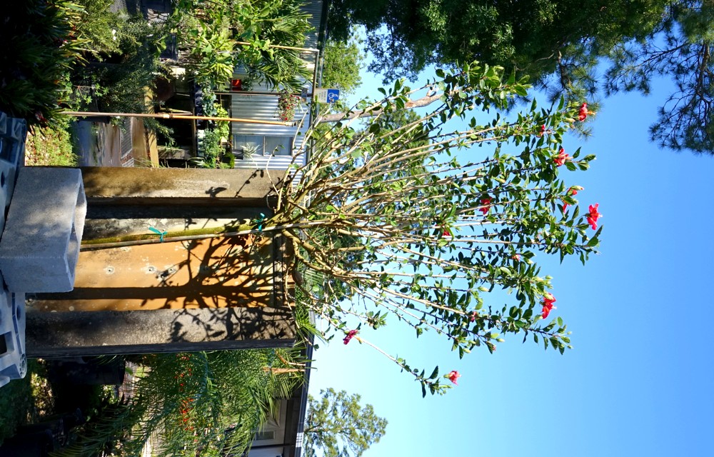 Hibiscus tree form