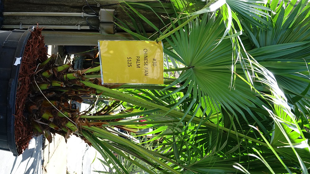Chinese Fan Palm