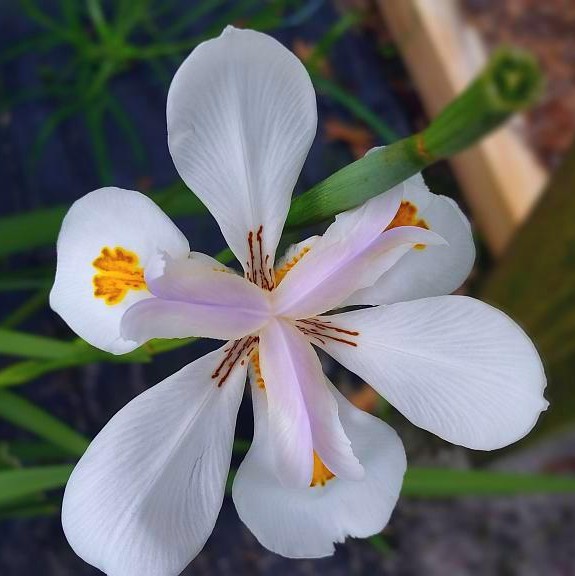 African Iris White