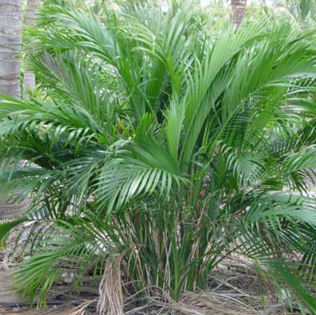 Cat Palm