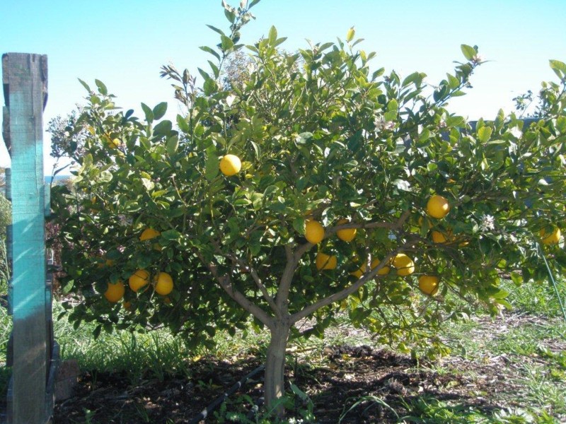 Multiple Citrus Varieties