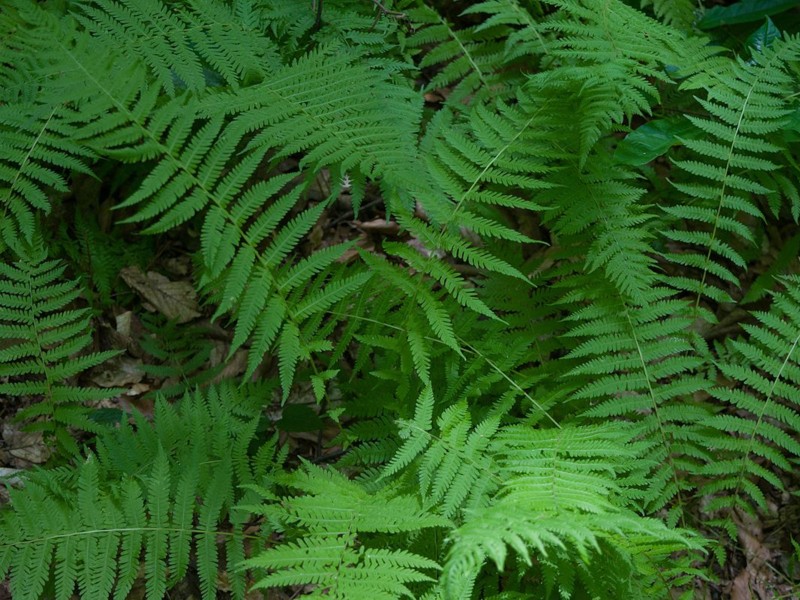 Ferns (Kangaroo, Sword, Macho, Autumn, Foxtail,Holly)