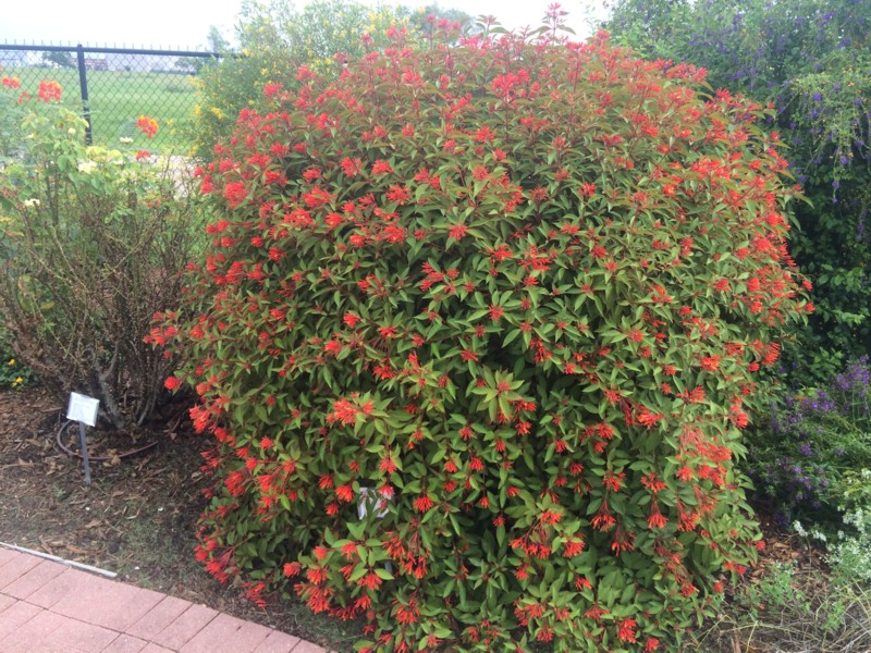thumbnail image 2 of Emerald Goddess Gardens Scarlet Firebush – Live Starter Plant – Attracts Hummingbirds – Florida Native 2 of 6