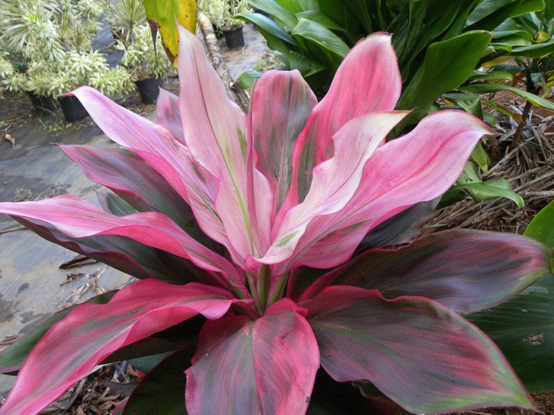 Hawaiian Ti Plant