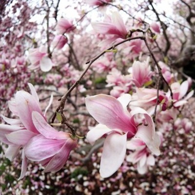Japanese Magnolias