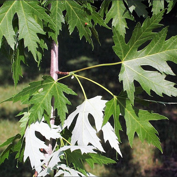 Maple Silver Leaf