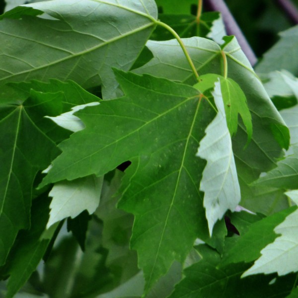 Maple Silver Leaf