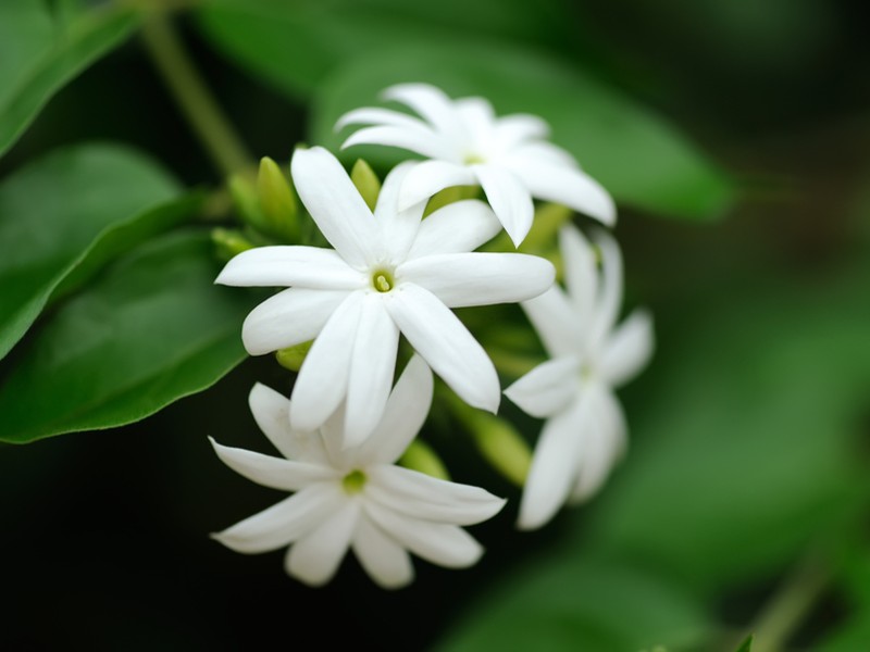 Sambac Jasmine