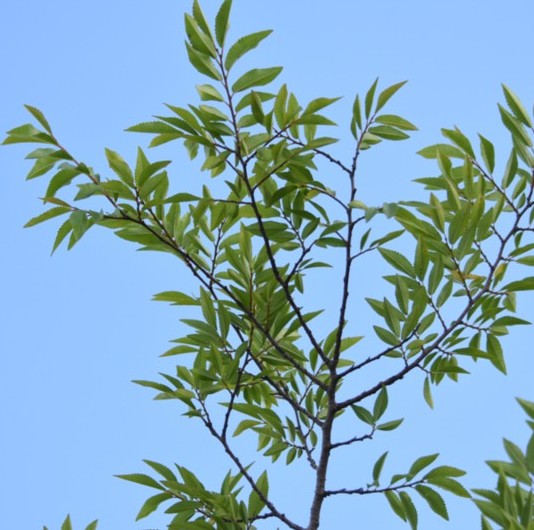 Winged Elm Winged Elm