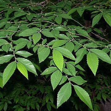 Winged Elm Winged Elm